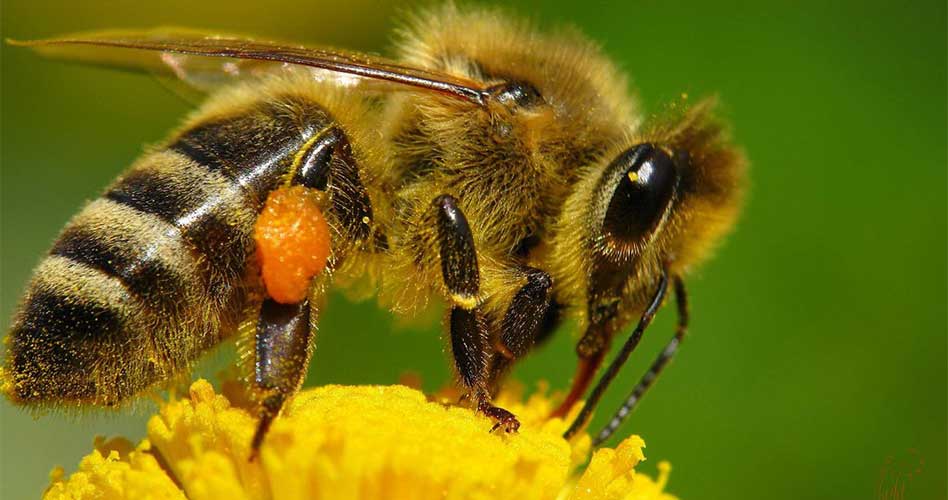 Protección de los polinizadores durante el uso de pesticidas