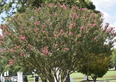 El Tour Championship, 30 Golfista para disputarse la FedExCup 2019